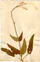 Salvia sylvestris L., framsida