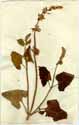 Salvia verticillata L., framsida