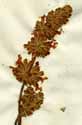 Salvia verticillata L., blomställning x3
