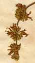 Salvia verticillata L., inflorescens x3