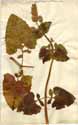 Salvia verticillata L., front