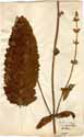 Salvia virgata L., framsida