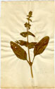 Salvia viridis L., front