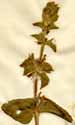 Salvia viridis L., close-up x3