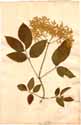 Sambucus nigra L., framsida