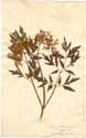 Sambucus nigra L., front
