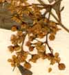 Sambucus nigra L., blommor x8