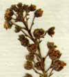 Samolus valerandi L. ssp. africanus, inflorescens x8