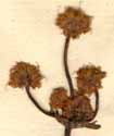 Sanicula canadensis L., blomställning x8