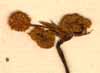 Sanicula europaea L., inflorescens x8