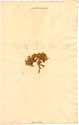 Saponaria ocymoides L., framsida