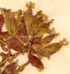 Saponaria ocymoides L., blomställning x6