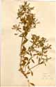 Saponaria ocymoides L., front