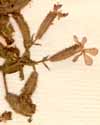 Saponaria ocymoides L., inflorescens x8