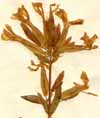 Saponaria officinalis L., blomställning x3