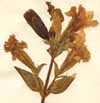 Saponaria officinalis L., inflorescens x3