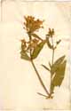 Saponaria officinalis L., framsida