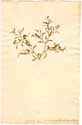 Saponaria orientalis L., framsida