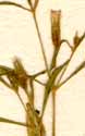 Saponaria orientalis L., inflorescens x8