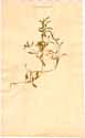 Saponaria orientalis L., front
