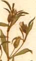 Saponaria orientalis L., inflorescens x8