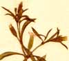 Saponaria orientalis L., blomställning x8