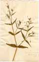 Saponaria porrigens L., framsida