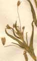 Saponaria porrigens L., blomställning x8