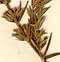 Satureja graeca L., inflorescens x8