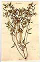 Satureja hortensis L., framsida