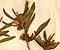 Satureja hortensis L., inflorescens x8