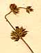 Satureja thymbra L., inflorescens x8