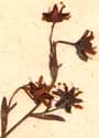 Saxifraga aizoides L., inflorescens x8