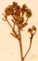 Saxifraga ajugifolia L., inflorescens x8