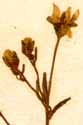 Saxifraga ajugifolia L., inflorescens x8