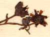 Saxifraga autumnalis L., flowers x8