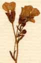 Saxifraga caesia L., blomställning x8