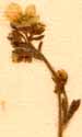 Saxifraga cespitosa L., blomställning x8