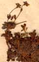 Saxifraga cespitosa L., närbild x8