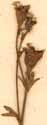 Saxifraga cespitosa L., blomställning x8