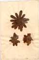 Saxifraga cotyledon L., framsida