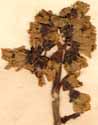 Saxifraga crassifolia L., blomställning x6