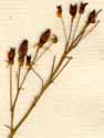 Saxifraga geum L., blomställning x8