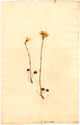 Saxifraga granulata L., framsida