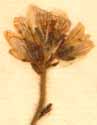 Saxifraga granulata L., flower x8
