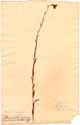 Saxifraga hirculus L., framsida
