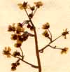 Saxifraga hirsuta L., inflorescens x6
