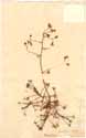 Saxifraga hypnoides L., framsida