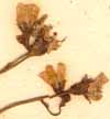 Saxifraga hypnoides L., flowers x8