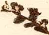 Saxifraga mutata L., blomställning x8